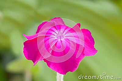 Pink Lychnis coronaria Stock Photo