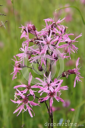 Pink lychnis flos-cuculi, wildflower Stock Photo