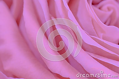 Pink macro rose flower photo filter toned. Many pastel tone petals as design element Stock Photo