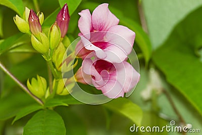 Pink, magenta foxglove Stock Photo