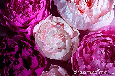 Pink paper peony view from above Stock Photo