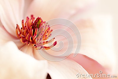 Pink magnolia background Stock Photo
