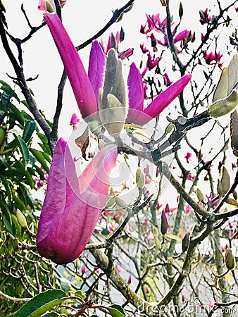 Pink Magnolia blooming on tree branch backlight. Stock Photo