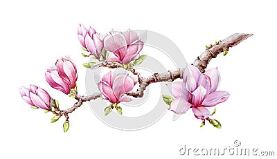 Pink magnolia branch with flowers watercolor illustration. Hand drawn spring lush blossom with green buds on a tree. Magnolia bloo Cartoon Illustration