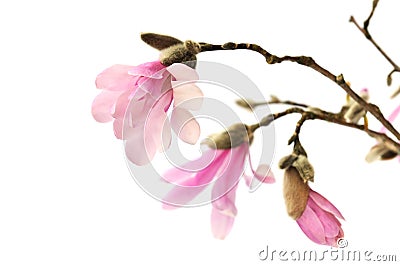 Pink magnolia flowers isolated on white Stock Photo