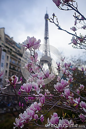 Pink magnolia in full bloom and Eiffel tower over the blue sky. Stock Photo