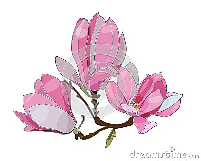 Pink magnolia on tha white background. Blossom. Stock Photo