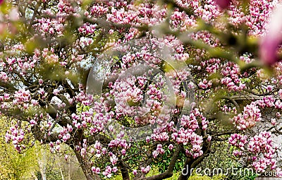 Pink magnolia tree blurred Stock Photo