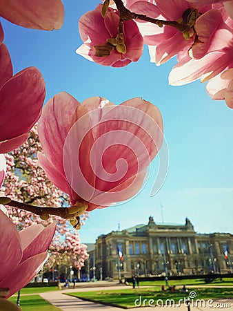 Pink magnolia tree flowers blossoming against National Theatre of Strasbourg in the park Place Republique Jardin, France Stock Photo