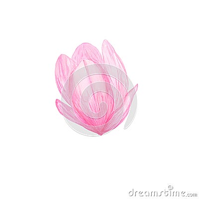 Pink magnolia wild flower in a watercolor style isolated simple object for greeting cards, gift paper Stock Photo