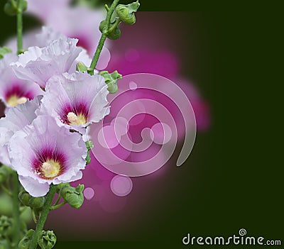 Pink mallow blossoms Stock Photo