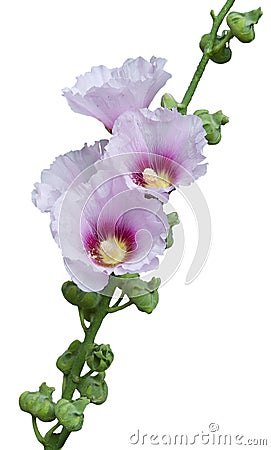 Pink mallow blossoms Stock Photo