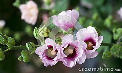 Pink mallow blossoms Stock Photo