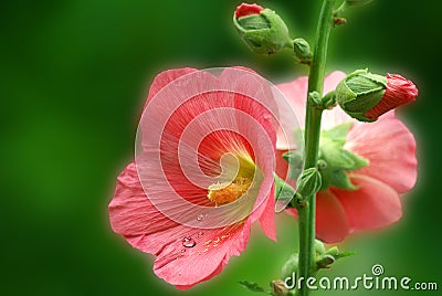 Pink mallow with drops Stock Photo