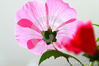 Pink Mallow Flower Stock Photo