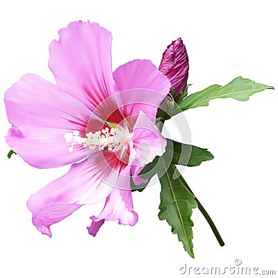 Pink mallow flower Stock Photo