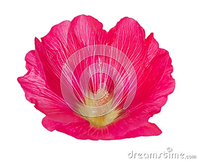 Pink mallow flower on white Stock Photo