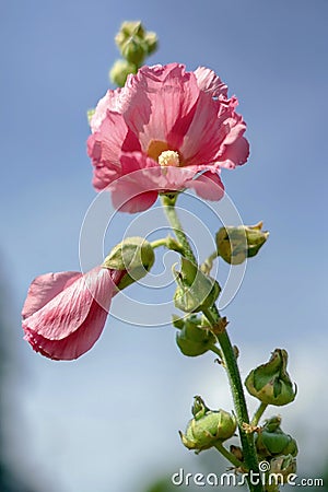 Pink Mallow Stock Photo