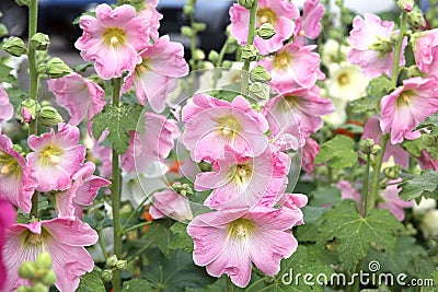 Pink Mallow Flowers Stock Photo