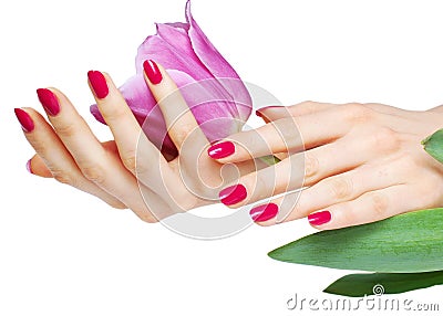 Pink manicure and tulip Stock Photo