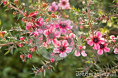 Pink manuka tree flowers in bloom with blurred background and copy space Stock Photo
