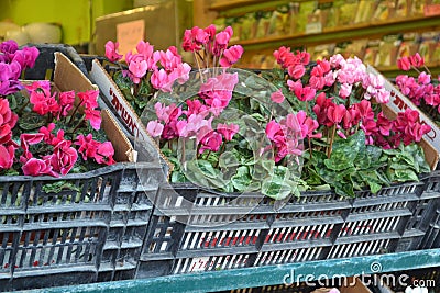 Pink market flowers Editorial Stock Photo