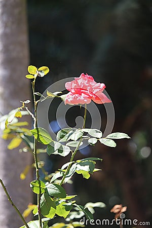 Pink Memorial rose details, Rosa lucieae , Asian species, Introduced ornamental species Stock Photo