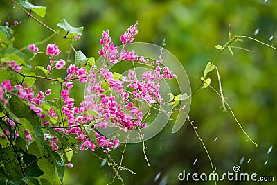 Pink mexican creeper Stock Photo