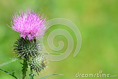 Pink milk thistle flower in bloom. Milk Thistle plant Silybum m Stock Photo