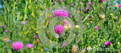 Pink milk thistle flower in bloom in summer morning. Wide photo Stock Photo