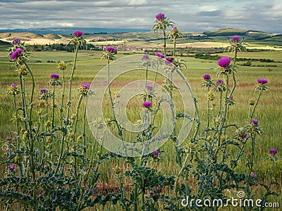 Pink milk thistle flowers - Silybum marianum, also known as Cardus marianus and sacred thistle, growing wild near Viana, Spain Stock Photo