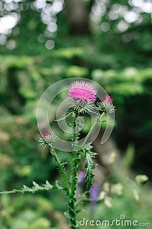 Pink milk thistle flowers in wild natur Silybum marianum herbal remedy Stock Photo