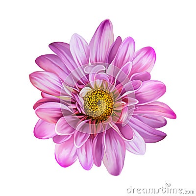 Pink Mona Lisa flower, flower Stock Photo