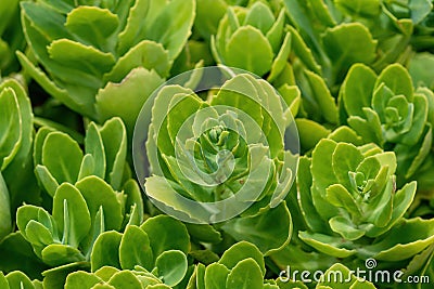 Pink Mongolian Stonecrop - Hylotelephium Ewersii - Plant Stock Photo