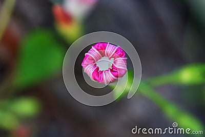 Pink Morning Glory Stock Photo