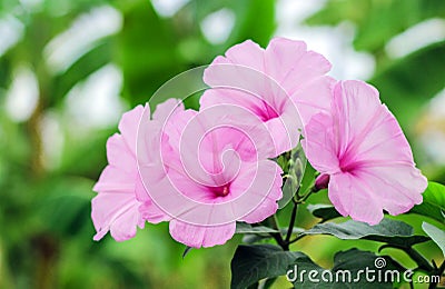 Pink morning glory beautiful flowers Stock Photo