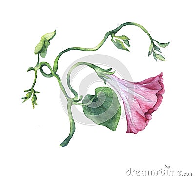 Pink Morning Glory Field Bindweed, Convolvulus Cartoon Illustration