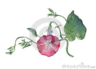 Pink Morning Glory Field Bindweed, Convolvulus arvensis flowers. Cartoon Illustration