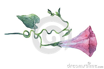 Pink Morning Glory Field Bindweed, Convolvulus arvensis) flowers. Cartoon Illustration