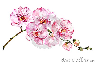 Pink moth orchid Phalaenopsis flower on a twig. Isolated on white background. Watercolor painting. Hand drawn Stock Photo