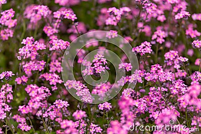 Pink Myosotis alpestris Forget-Me-Not Flowers In Spring garden Stock Photo