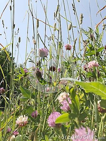 Pink native grasses Stock Photo