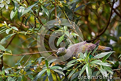 Pink-necked Green Pigeon feeding on fruit tree in Singapore Stock Photo
