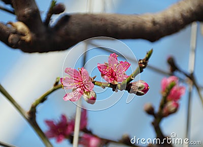 Pink nectarine 'Garden State' flowers on the tree in early Spring Stock Photo