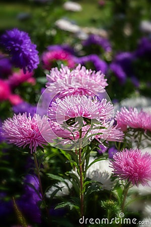Pink needle Callistephus flower blossom. Postcard vertical background, beautiful fresh daisy aster flower Stock Photo