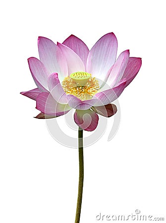 Pink Nelumbo lotus Stock Photo