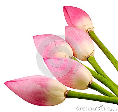 Pink Nelumbo nucifera flowers, close up, isolated Stock Photo