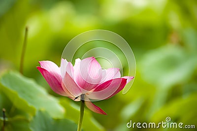 Pink nelumbo nucifera gaertn blossom lotus Stock Photo