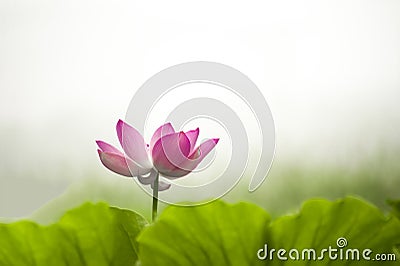 Pink nelumbo nucifera gaertn blossom lotus Stock Photo
