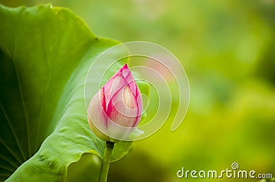 Pink nelumbo nucifera gaertn lotus bud Stock Photo